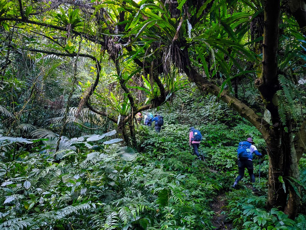 2025-01-12 白雞山、雞罩山、雞罩山前峰、鹿窟尖_2690633