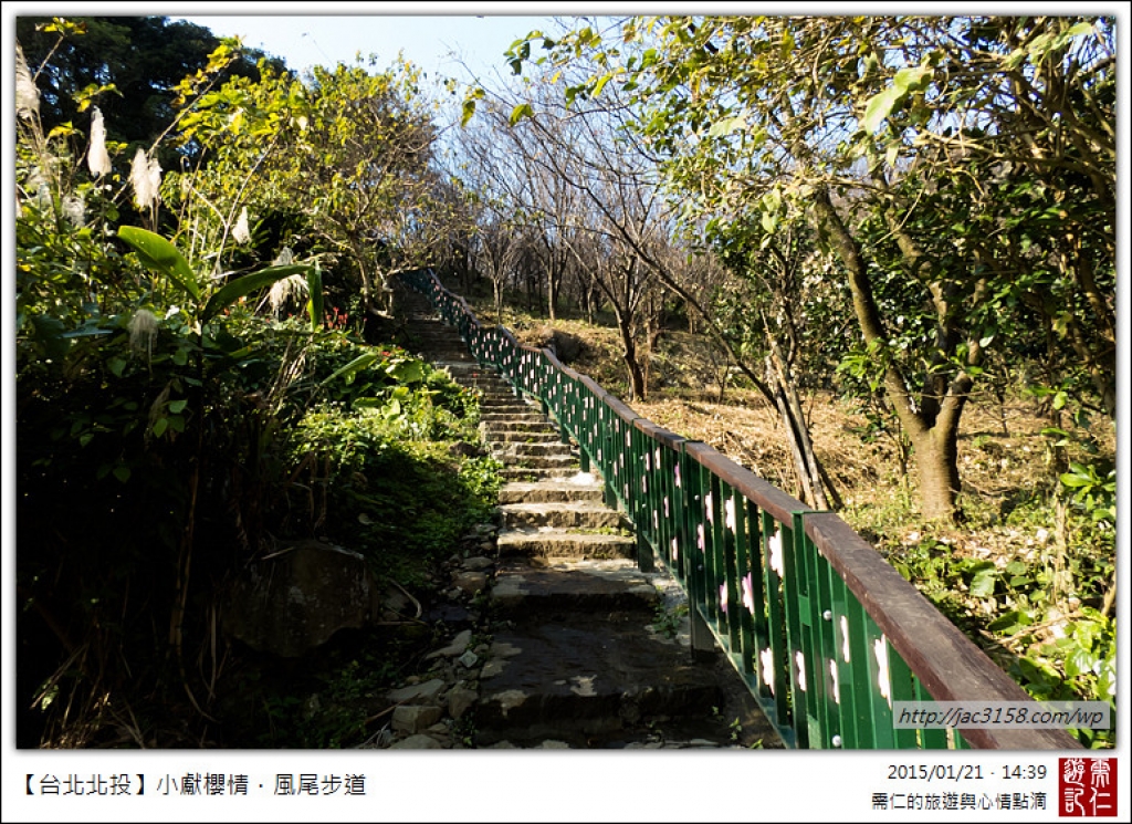 20150121小獻櫻情．風尾步道_11676