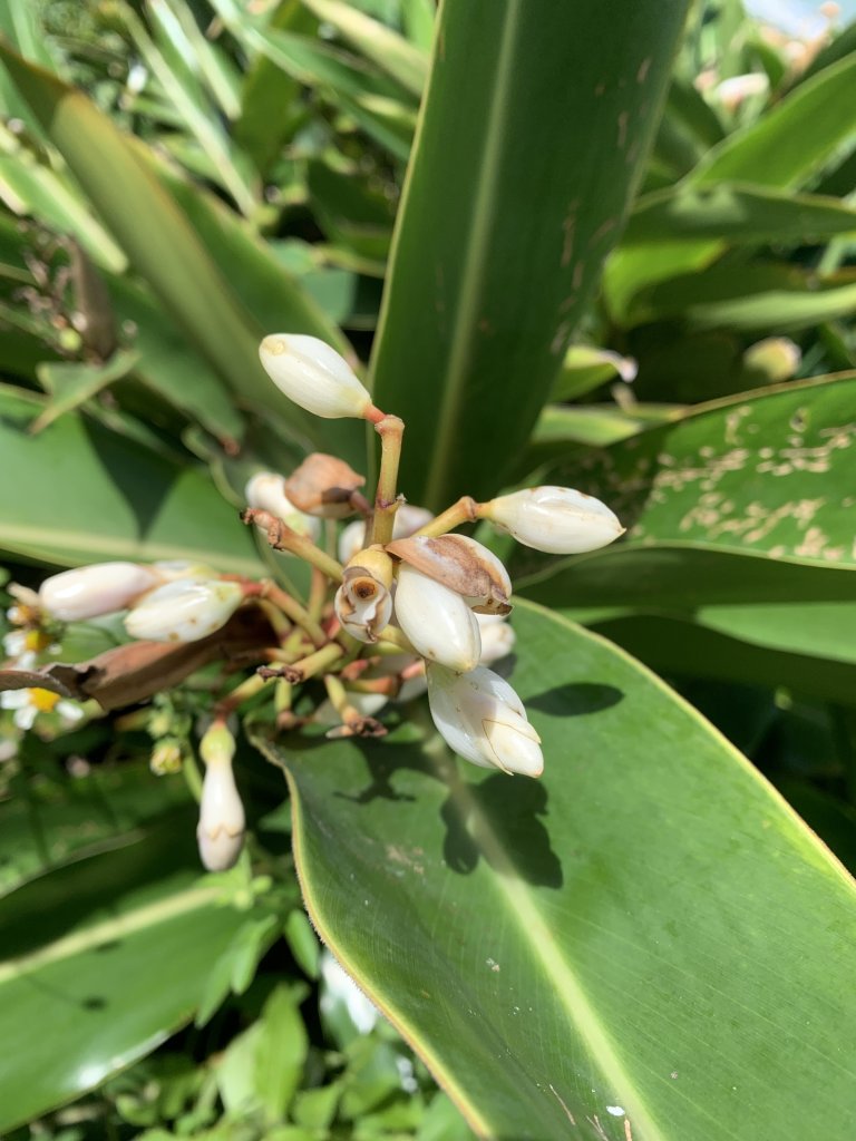 20240917屏東基石-埔頂_2599347