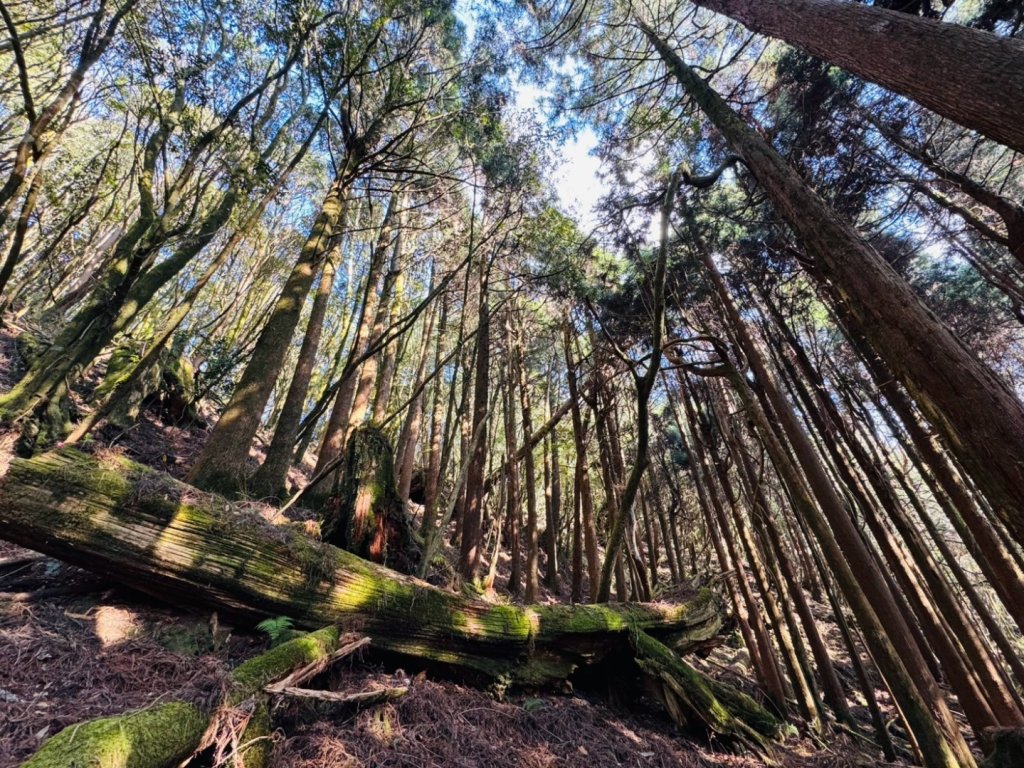 特富野古道>東水西峰>東水山>玉兒山>特富野古道（逆O)_2743758