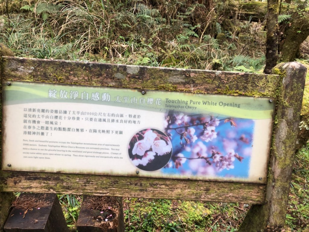 太平山檜木林20200401_899322