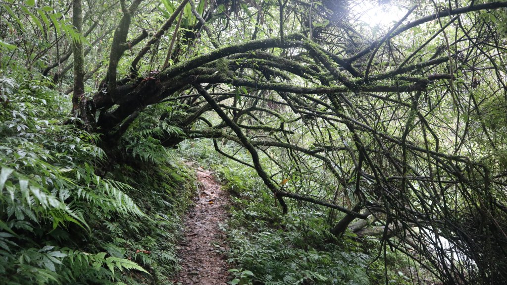冷埤登山健行趣_2447599