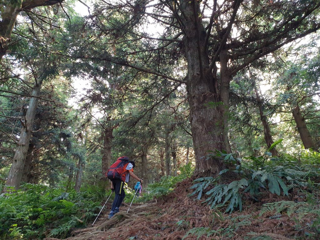 20190714鳶嘴西稜_630871