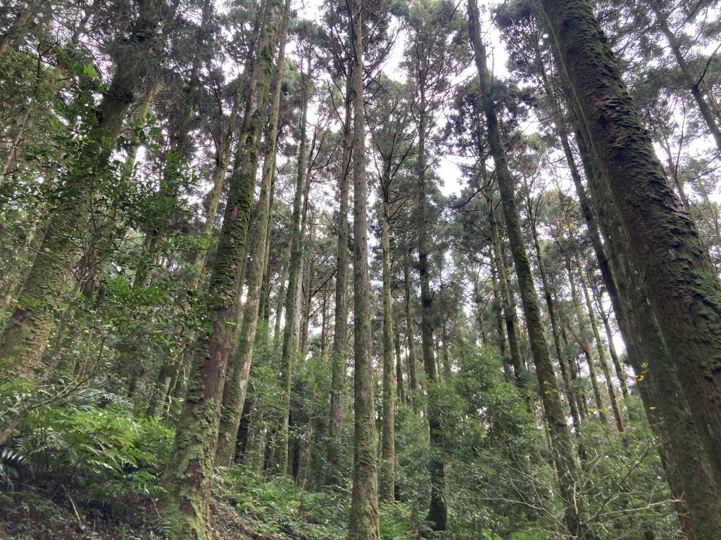 東眼山自導式步道(二訪)_2366956