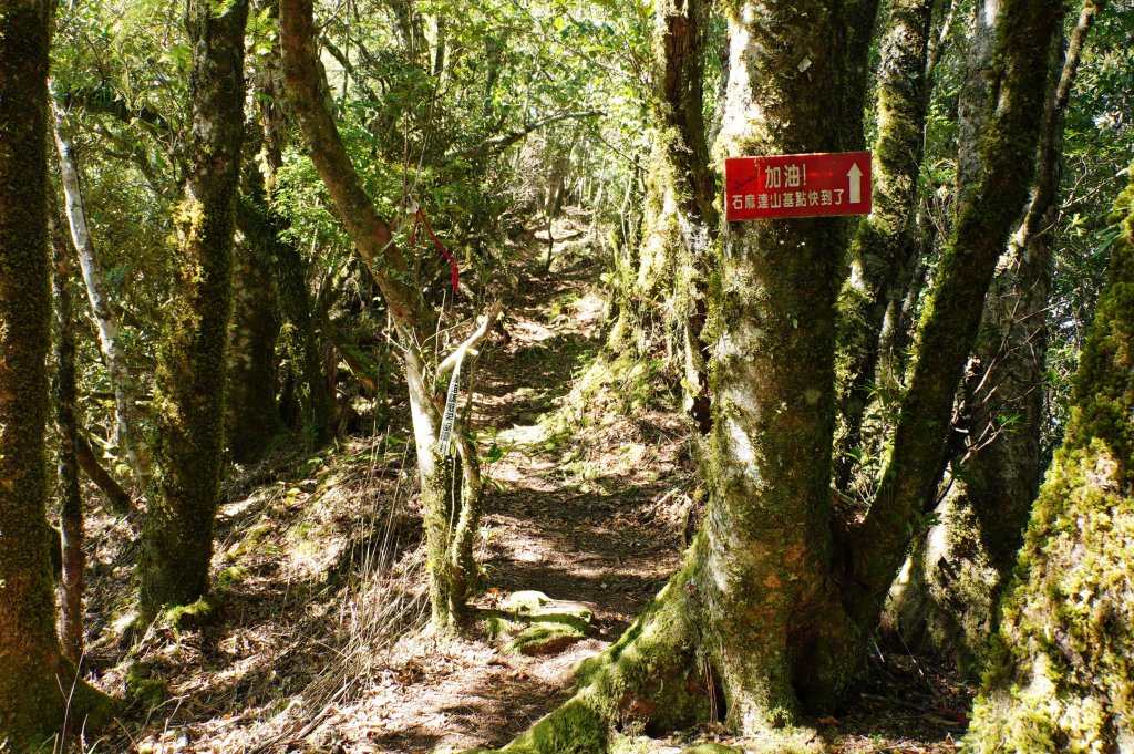 新竹 尖石 屯野生台山、石麻達山、錦屏山_2904281