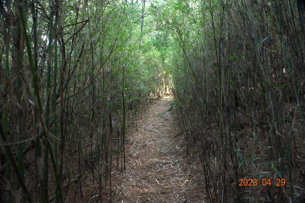 南投 仁愛 武法奈尾山_2133790