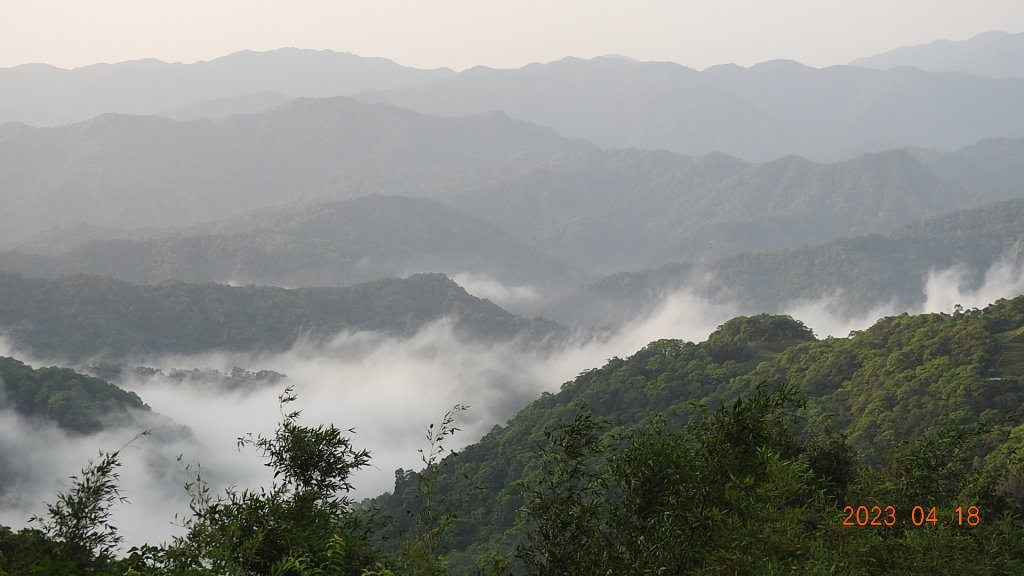 石碇十三股山/小格頭日出雲海+賞 #西施花 #松月櫻 孤挺花&桐花_2118994