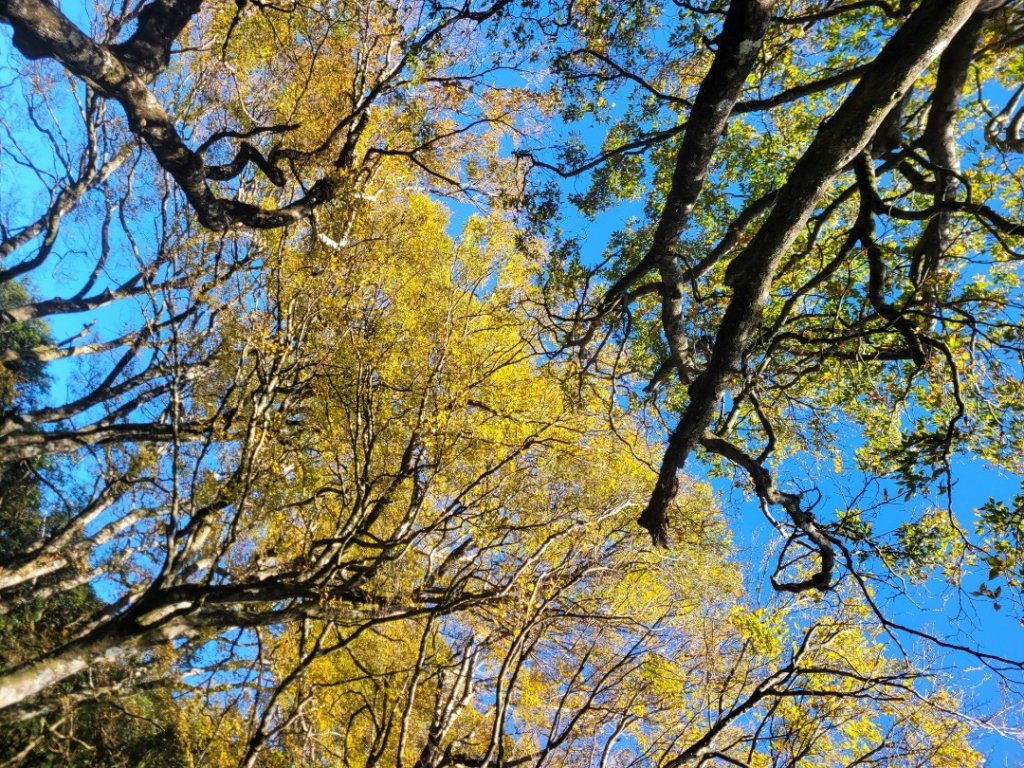 20231118 南插天山 魯培山 山毛櫸秘境_2355690