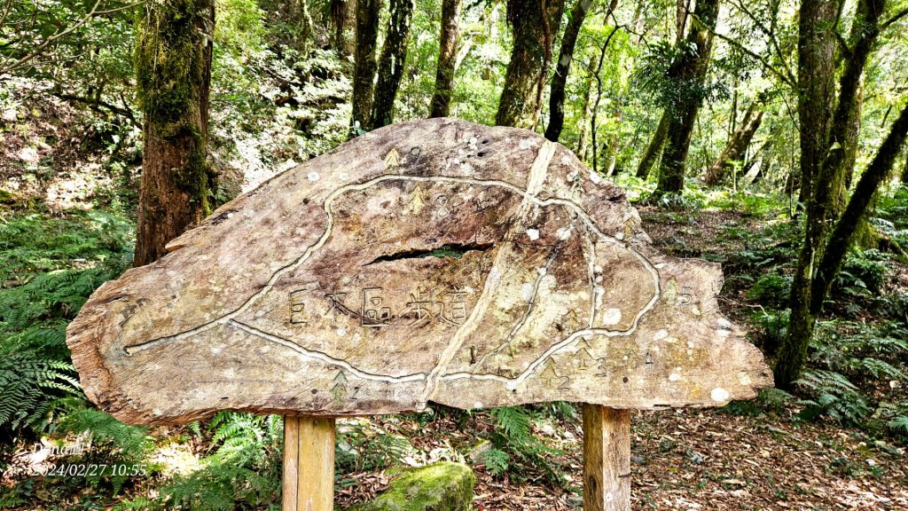 司馬庫斯巨木步道Yaya,櫻花園賞櫻_2440685