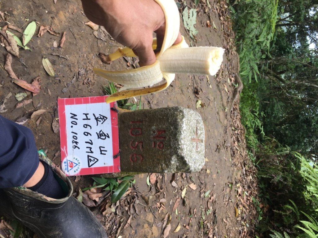 白金（白石山、十三分山、583峰、金面山_2494727