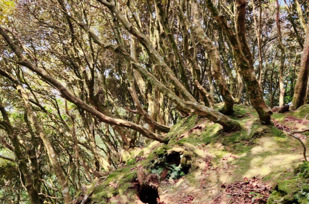 【中級山縱走】志繼山，東眼山，拉卡山，卡外山，東滿步道_2742555