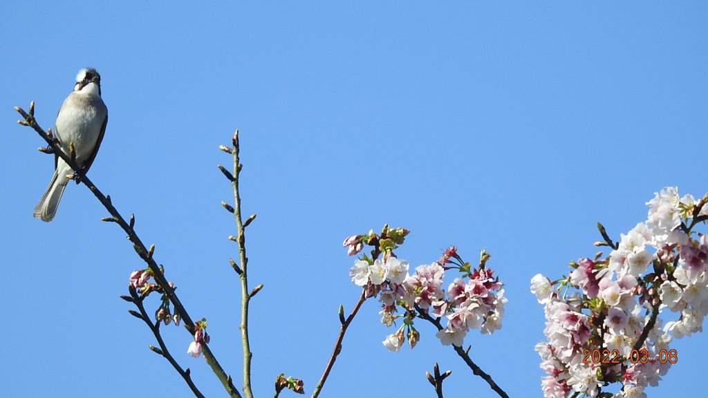 春暖花開，鳥語花香_1633929