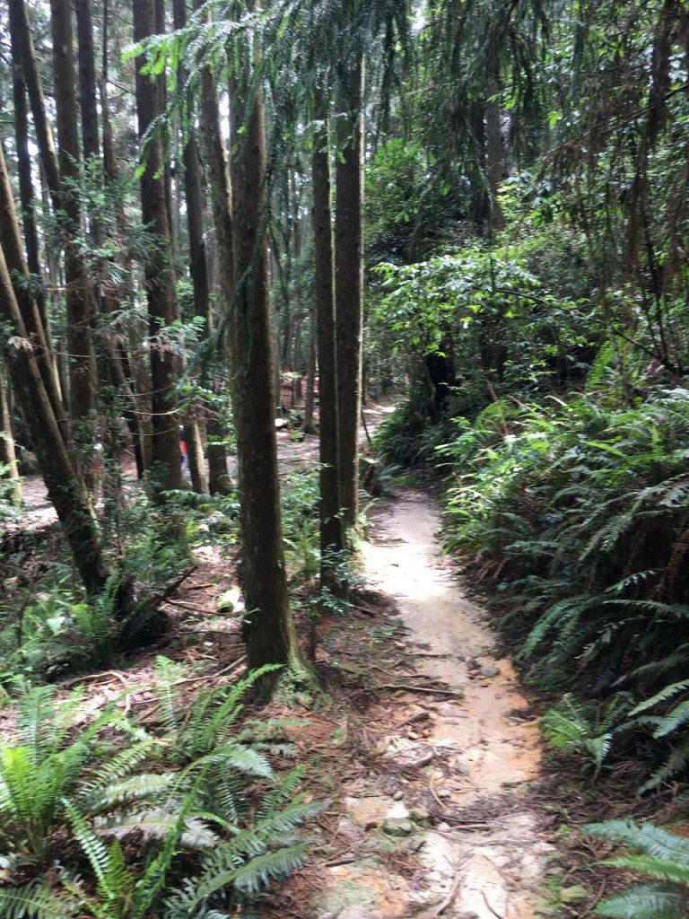 橫嶺山步道_439752