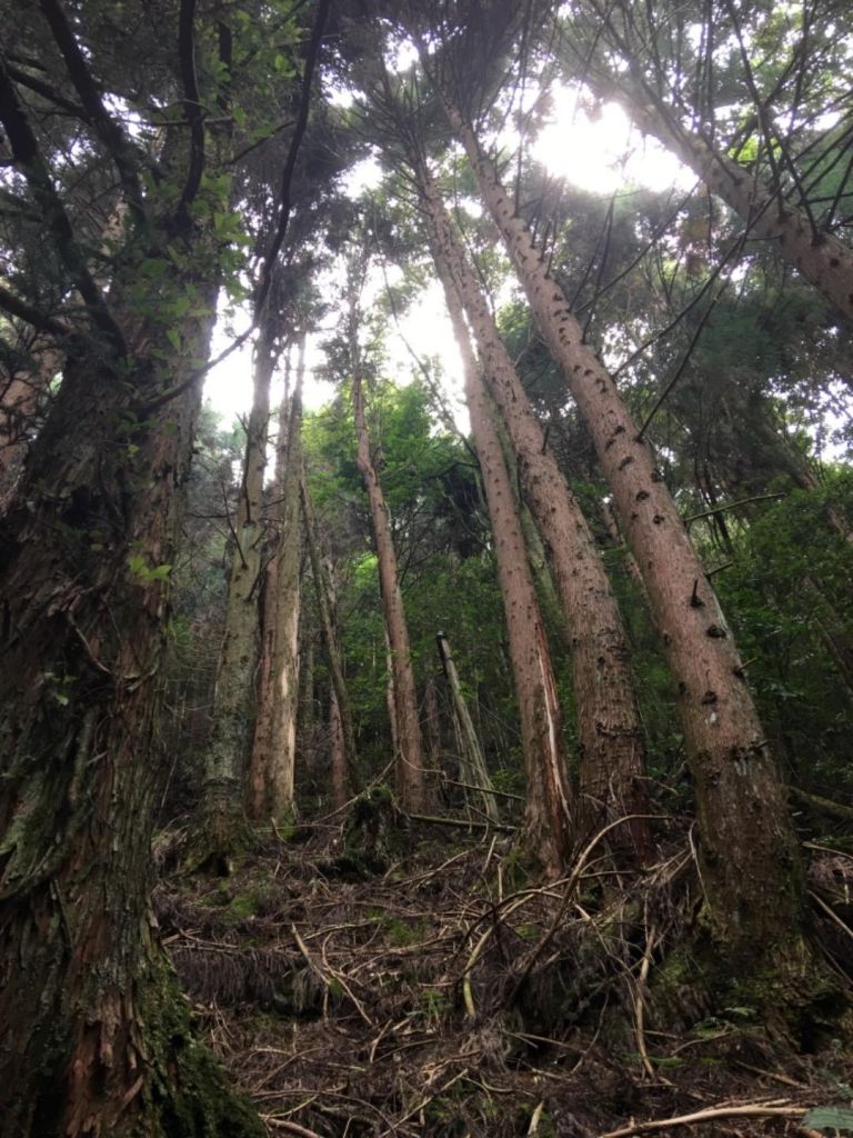 大霸群峰1/2-加利山、伊澤山_384950