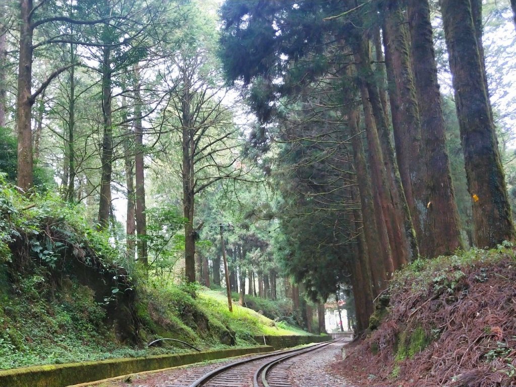 消失眠月線 檜木林百年蒸氣火車行駛_911574