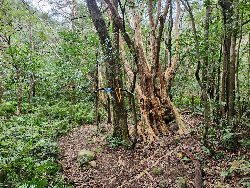 20250112貴妃山那結山外鳥嘴山蓮包山O型_2727126