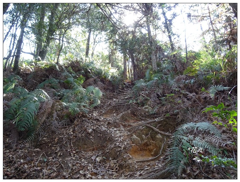 谷關/阿白縱走_822029