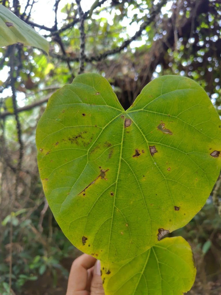 大棟山系南段 水利古道西口 上 竹高崙山 連走 鳥子嶺 坑仔內山 大崖山 下 龍目井農場_2953112
