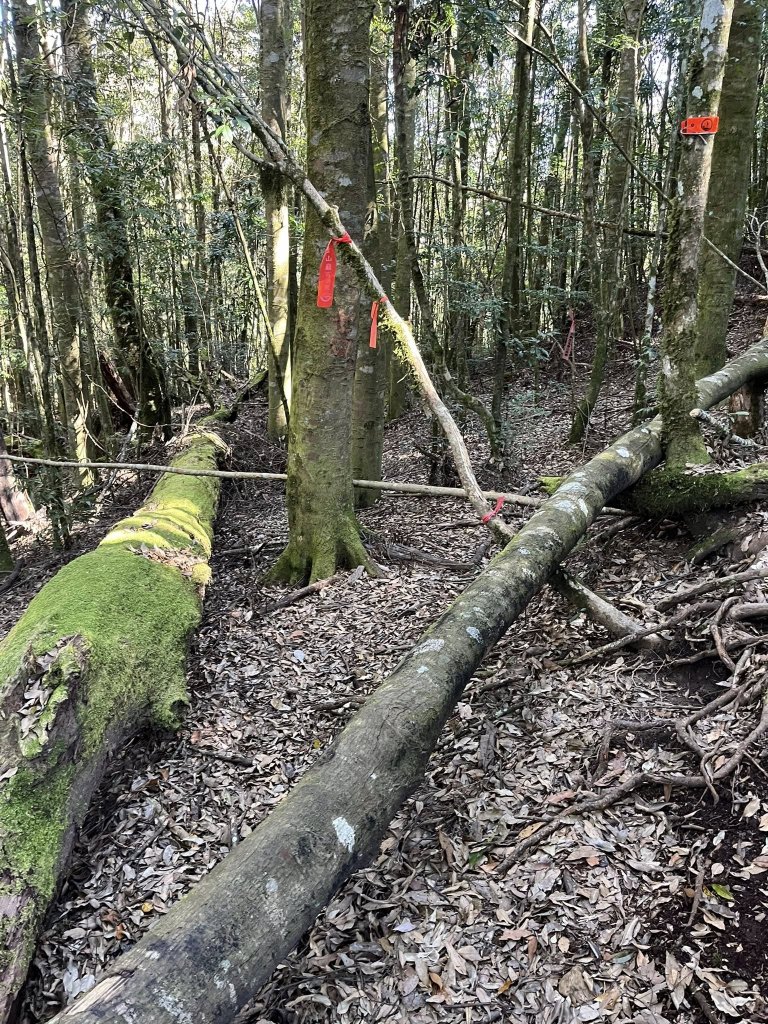 雪見大板根_2959259