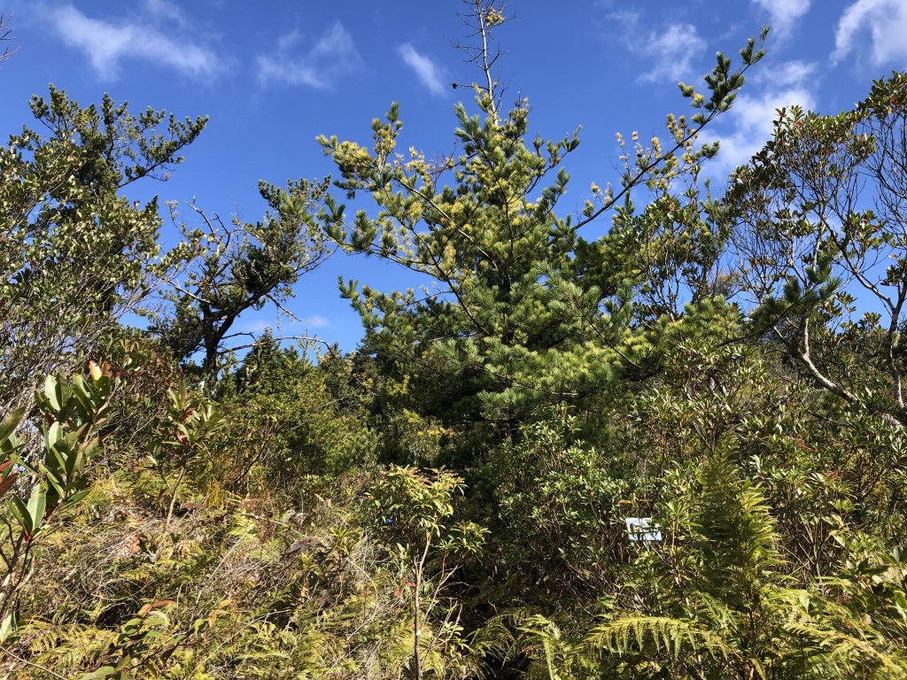 高島縱走：經典的中級山縱走路線_918119