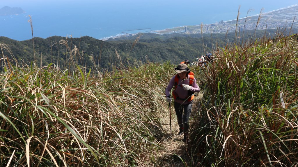 鶯子嶺山登山健行趣(效山)_2070540