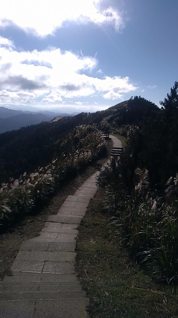 延的瑞芳區最高峰賞芒去_215547