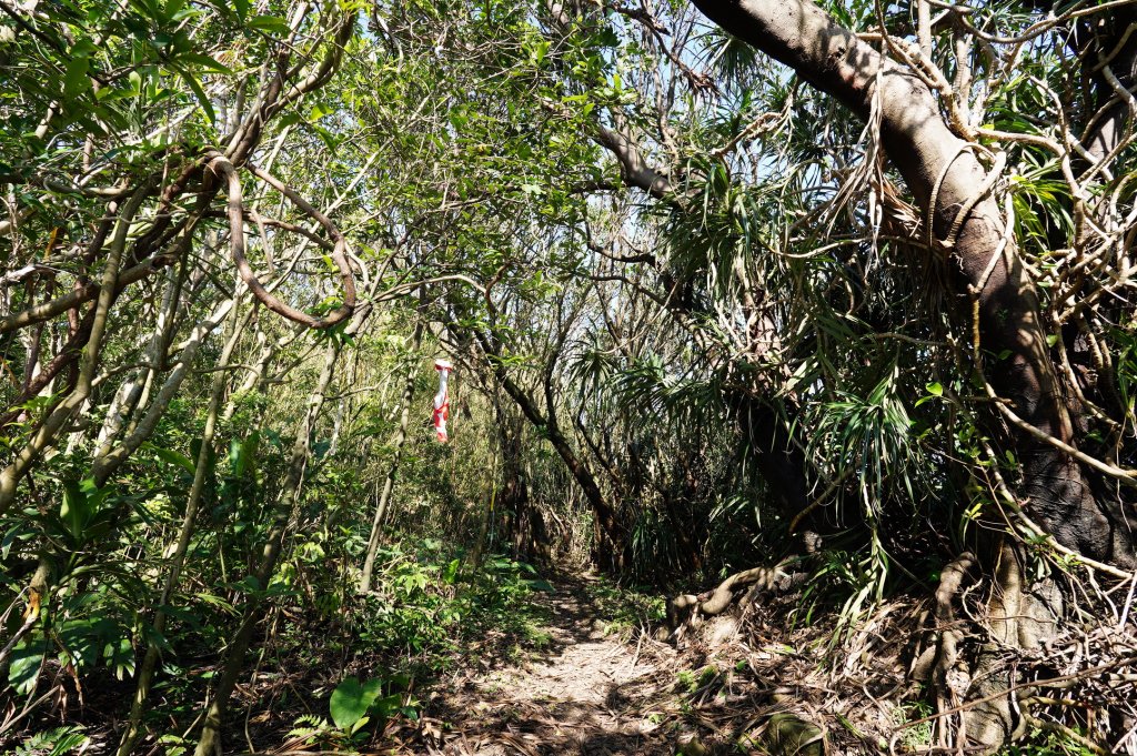 基隆 仁愛 紅淡山、金交椅山_2715015