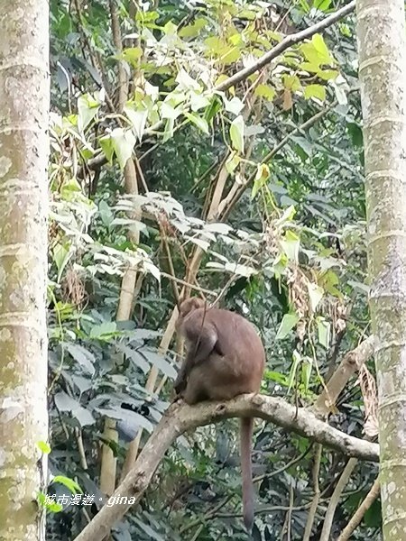 彰化二水~山林美境尋寶石~坑內坑森林步道_1170775