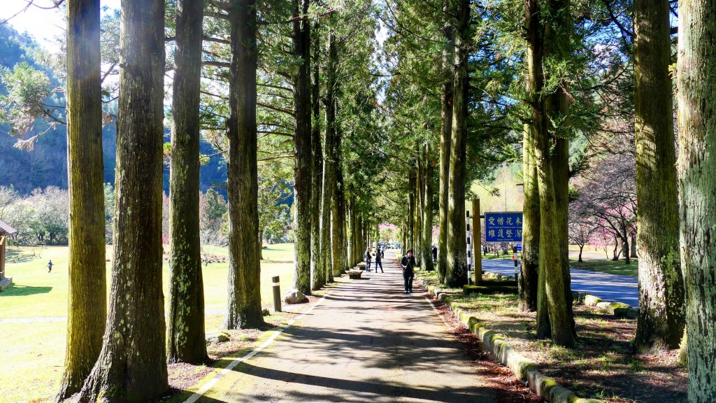 《踏莎行・武陵山櫻》_2712460