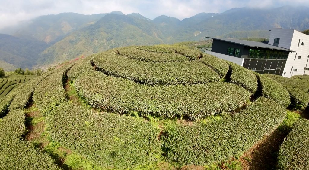 竹山八卦茶園 櫻花季_2041230