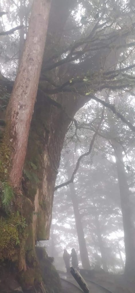 見晴懷古步道 -- 霧茫茫的景色_1318671