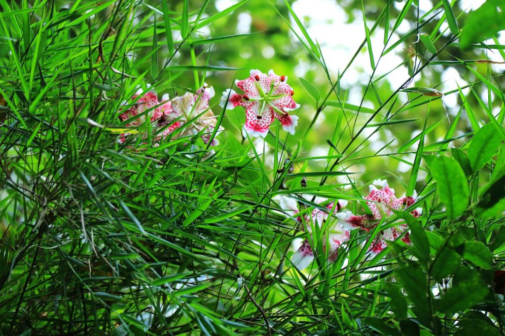 峭壁上的精靈~艷紅鹿子百合_156785