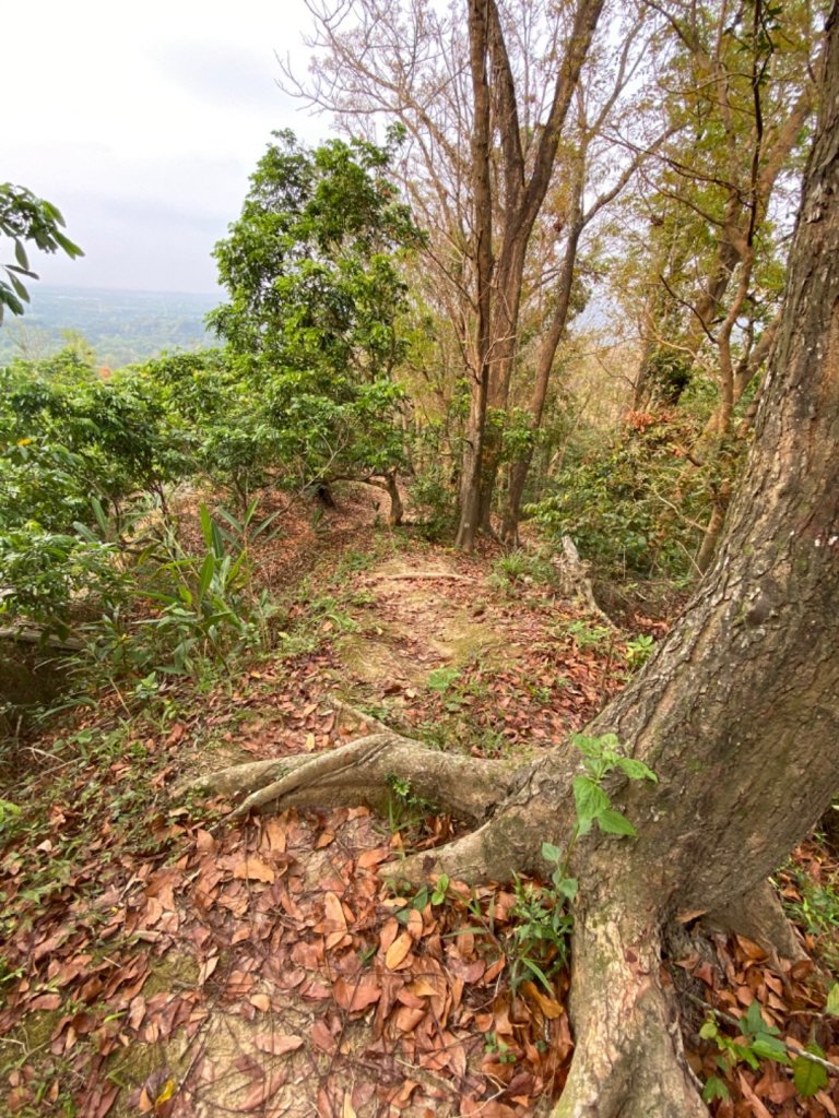 林安森林步道_899321