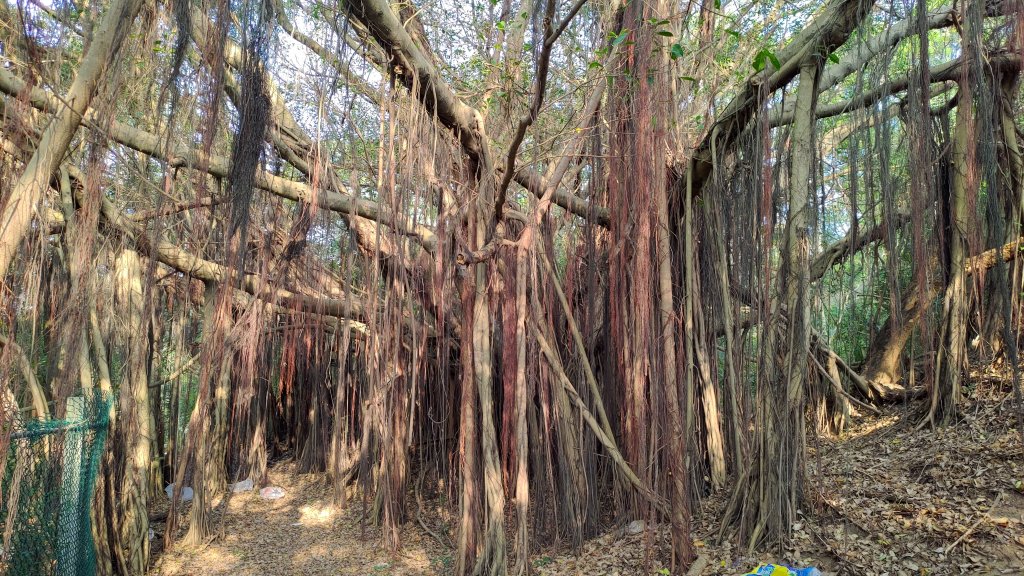 新竹車站巡禮~崎頂到香山封面圖