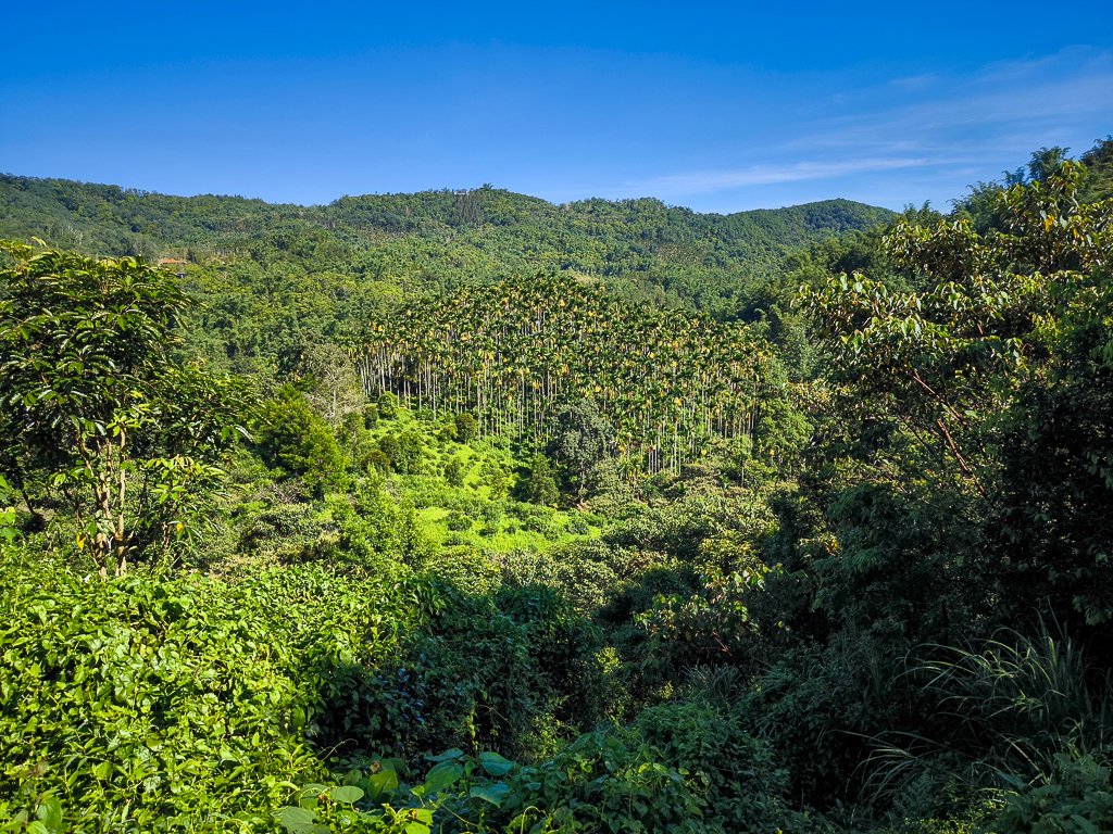 2024-08-22 澀水森林步道_2578347