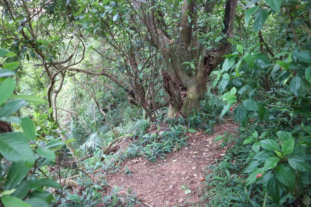 〔內湖〕文間山，劍南蝶園，劍潭古寺，婆婆橋 鄭成功廟步道_2249292