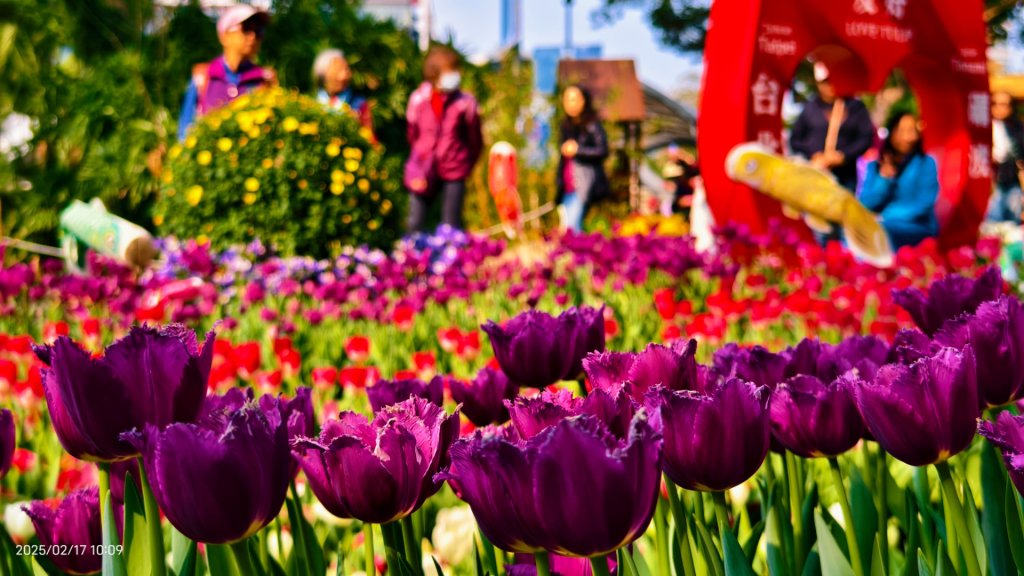 翡翠水庫壩頂&士林官邸鬱金香 2/17_2714048