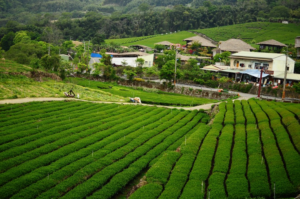 鄒族雅吾瑪斯步道_916903