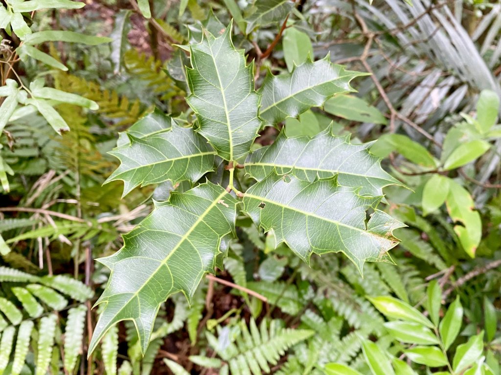 草嶺古道賞芒趣    2021/11/15_1518388