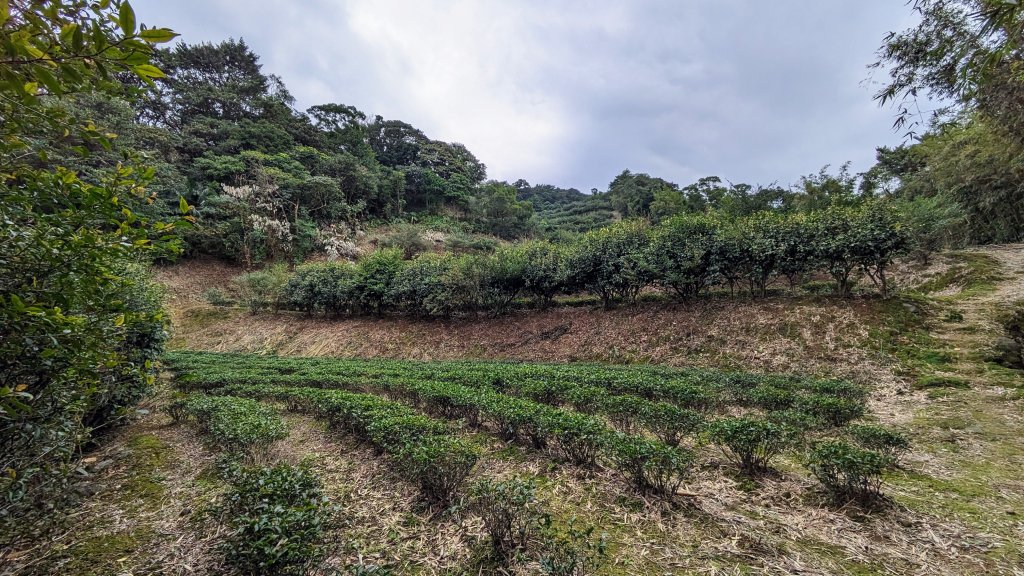 石門茶山步道_2396542