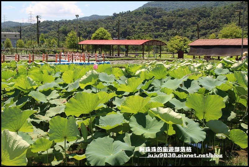 新北。雙溪荷花園｜免門票還有稼日蒔光小市_1008034