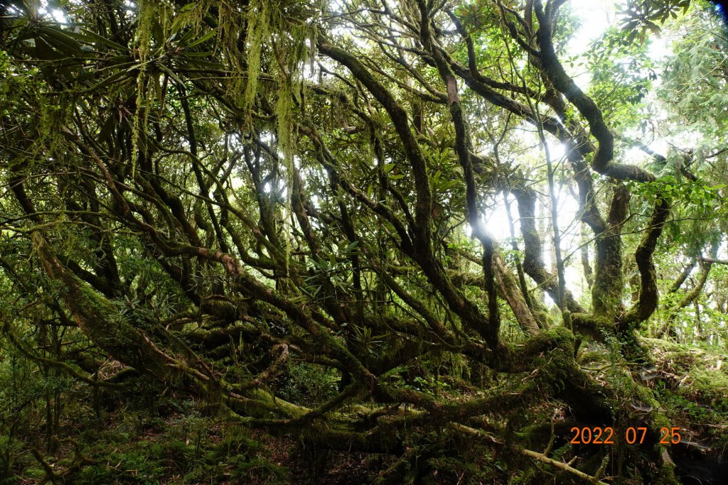 新北 烏來 拳頭母山_1778526