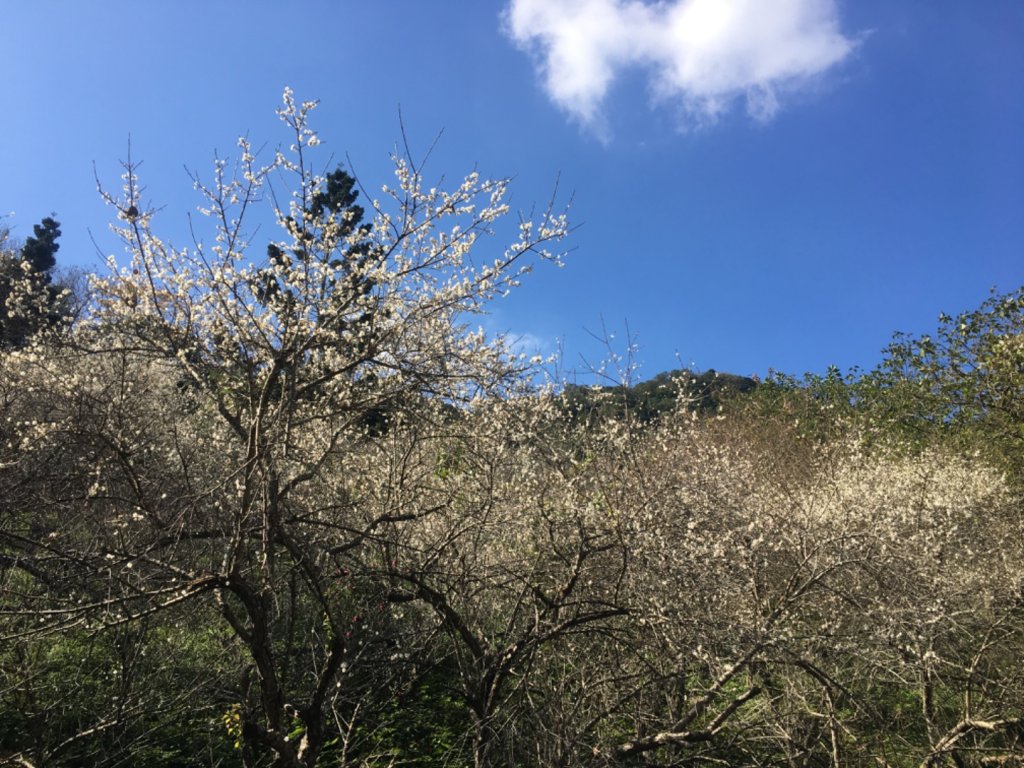 梅花撲鼻香_2686626