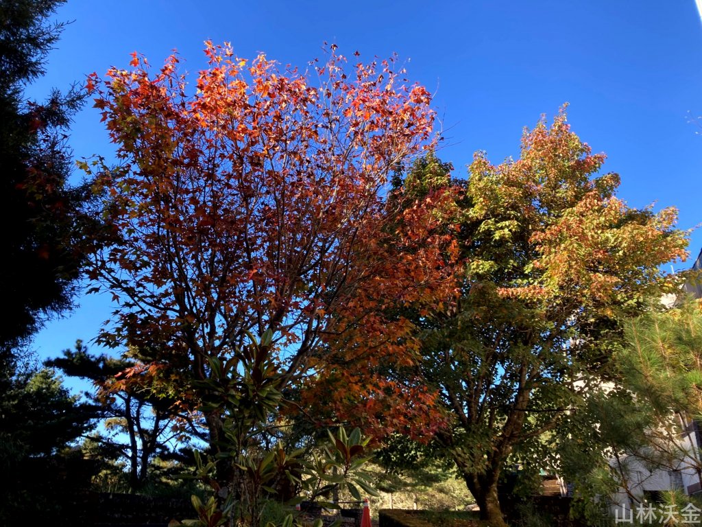 2023-11-26 東埔大草原步道_2363804