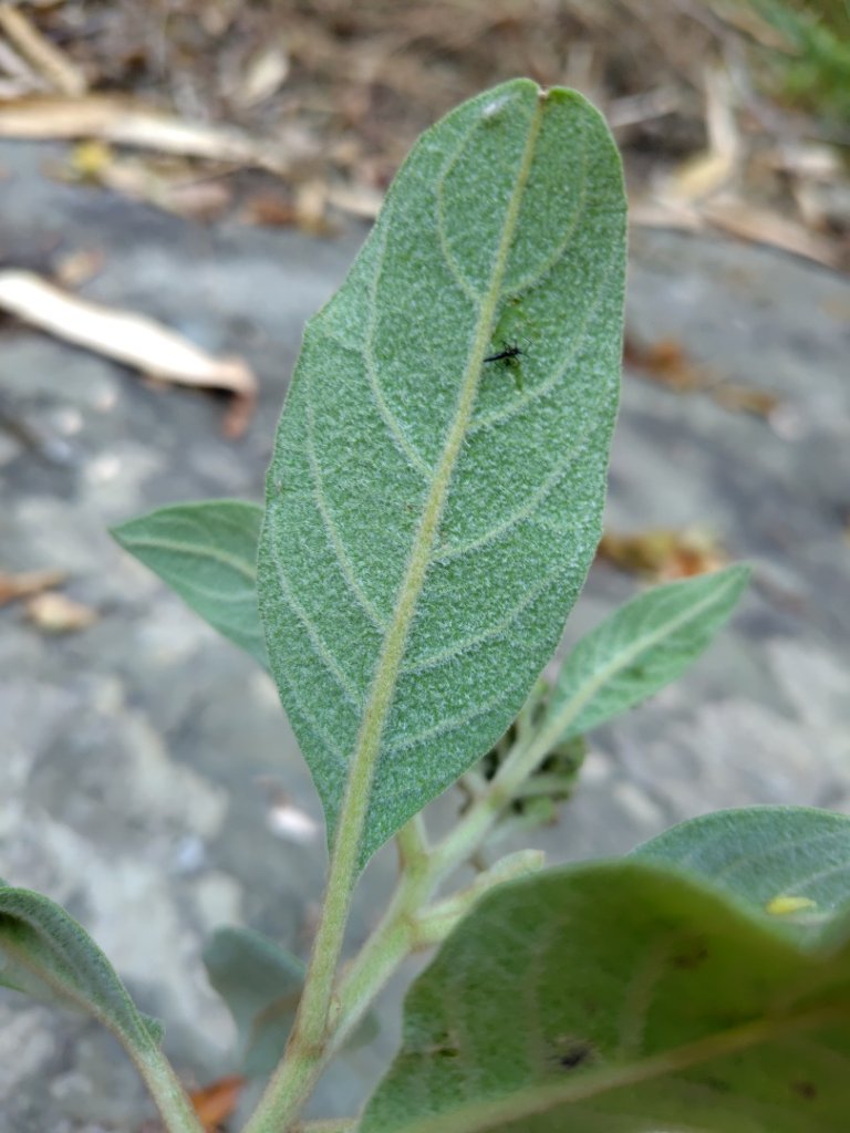 獅嶺峭壁_2987369