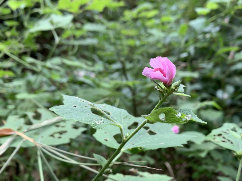 20251024台南光峰山封面圖