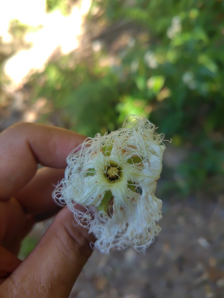 守關山南峰 守關山 守城大山_2919089