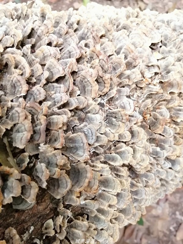 苗栗~山林裡賞優美樹姿~大克山砲台古道_1319482