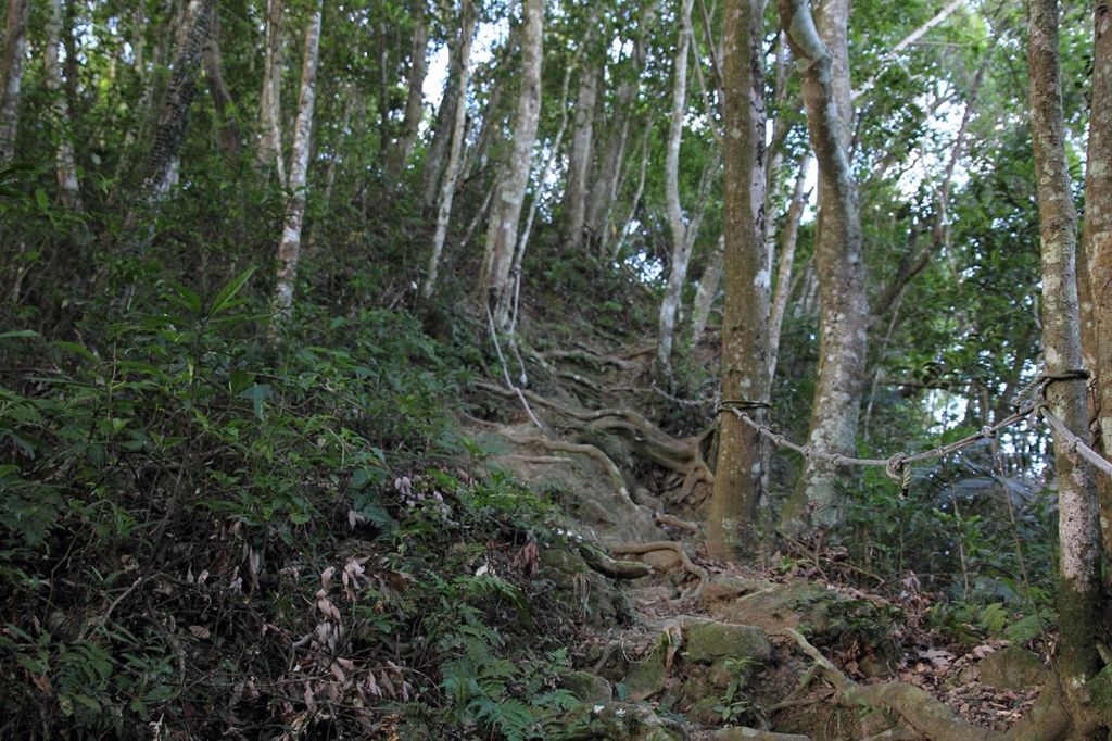 關西赤柯山.赤柯山南峰 .東獅頭山Ｏ型_192250