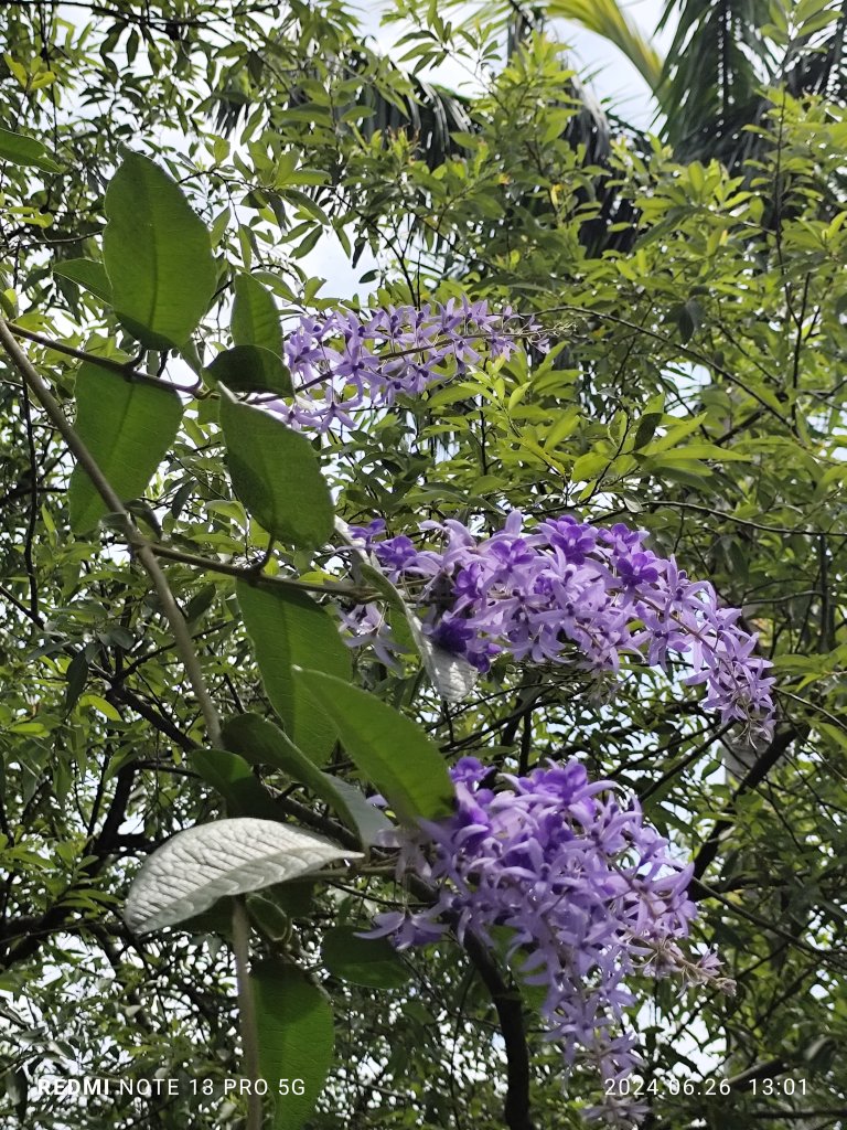 大安森林公園【走路趣尋寶】【臺北健走趣】_2536200